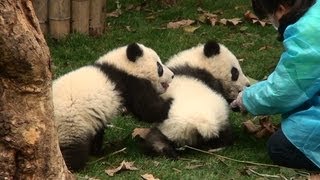 Panda Kindergarten　パンダ幼稚園