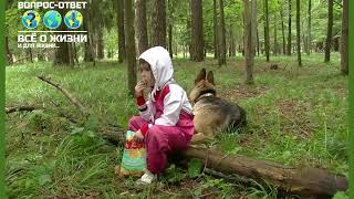 Встреча медведя в лесу Что делать, если увидели медведя   БЕЖАТЬ