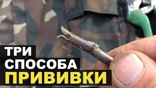 Сегодня учимся делать прививки. 3 способа!