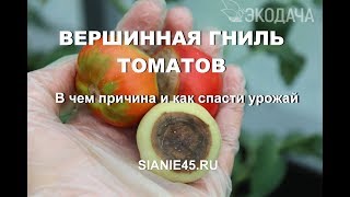 Вершинная гниль на томатах. Причины и как спасти урожай