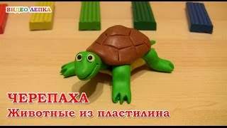 Лепим ЧЕРЕПАХУ из пластилина | Простая Лепка