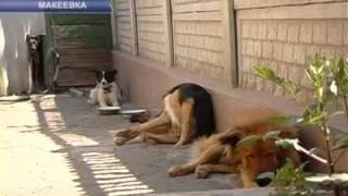 СОБАЧИЙ ПРИЮТ