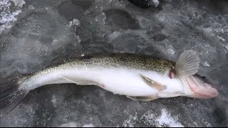 Рыбалка зимой от Михалыча. Ловля со льда щуки и судака