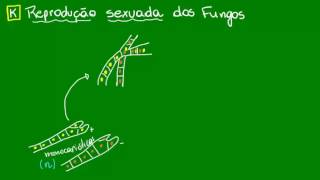 Formação dos corpos de frutificação dos Fungos - Diversidade dos Seres Vivos - Biologia
