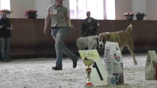 Выставка среднеазиатских овчарок "Азиат-2015", 02.05.15 г., Москва