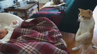 Кот впервые увидел младенца