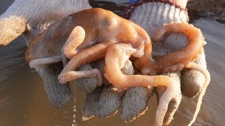 退潮后岛坑形成了鱼窝，这场面难得一见！小章赶海连捉几条石斑鱼【赶海小章】