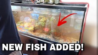 Buying a New Fish!!