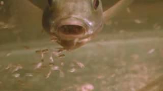 Tilapia Spitting Out Babies2