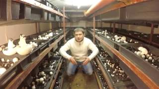 Бизнес в гараже. Выращивание Шампиньонов