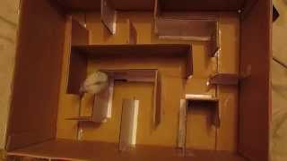 Лабиринт для хомяка из коробки