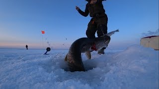 Огромные щуки на жерлицы в Якутии - 2 часть! Fishing pike Yakutia