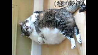 Прикол про жирного кота|2019|лучшее|топ|короткое видео|прикол|юмор|короткий прикол|прикол с котом