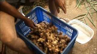 2013 GINGER HARVEST: Organic, More Awesome Results.