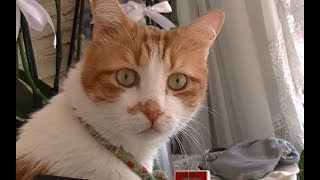 怖い！猫が目を見開いて何を見ている？何かを感じる猫の様子が分かる動画