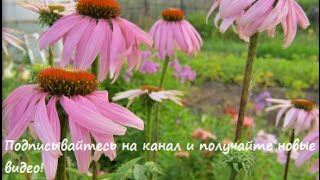 Выращивание лука и защита от луковой мухи