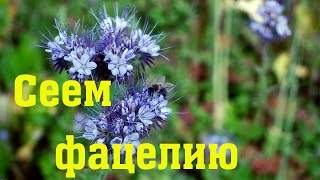 Сеем фацелию