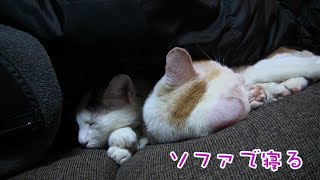 ソファで寝る　のび太クンとしずかチャン　2020.1.15