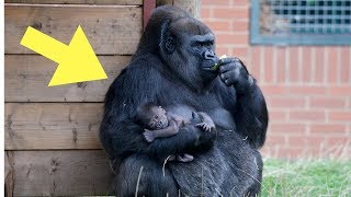 This Baby Gorilla Was Acting Up In Front Of A Crowd, But Dad Quickly Put Him In His Place