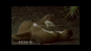 Save all weasels