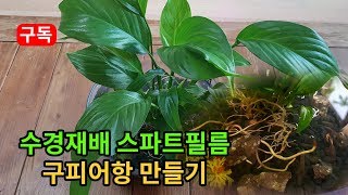 수경재배 스파트필름 식물 구피어항 만들어 구피 키우기 tropical fish guppy