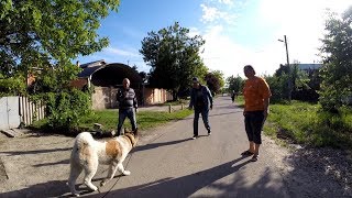 Как научить собаку подходить по зову(Акита)