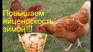 Как повысить яйценоскость у кур зимой. 3 способа.Chickens.