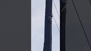 Стук птицы дятла по дереву.Природа.0+