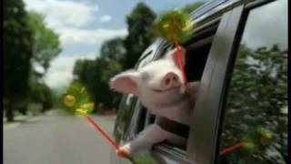Geico Pig Commercial (Remix)