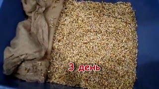 Брага за 2 дня