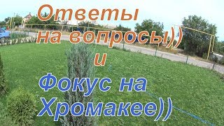 Снова заботы, ответы на вопросы, фокус  на хромакее