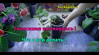 Глоксиния потеряла форму ! Как исправить ? Обрезка ?