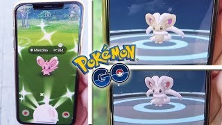 CAPTURO MINCCINO SHINY y EVOLUCIÓN CINCCINO SHINY en un BRUTAL #MinccinoDay de Pokémon GO! [Keibron]