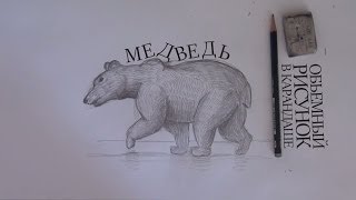 Как нарисовать медведя / How to draw bear