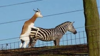 zebra cruzando com Cervus veado veja que animais hibridos deu esta cruza e acasalamento [Mr Memth]