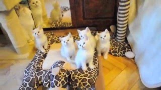 британские котята серебристые шиншиллы играют