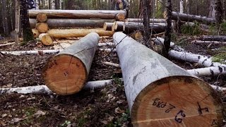 Как строим избушку/Избушка в тайге/Как сложить сруб/Мох сфагнум/