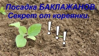 Посадка баклажанов. Секрет урожая от кореянки. Часть I.