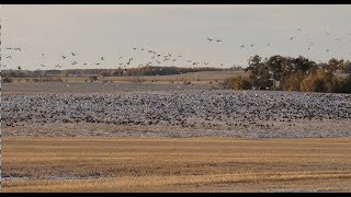 Hired to Hunt Season 4 #6:  Holy Moly!  Duck Hunting and Goose Hunting.  Limit Hunts in Alberta