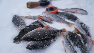 Ловля окуня в глухозимье с догонялкой