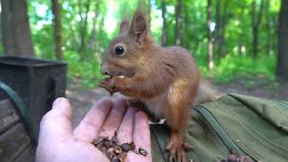 Прибежал бельчонок / A baby squirrel came running