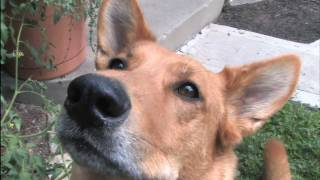 VIRAL DOG vs. BASIL!