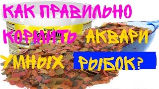 Кормление рыбок! Как правильно кормить аквариумных рыбок сухим кормом[#Кормление рыбок]