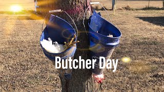 How to Butcher Chickens