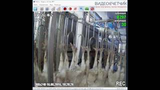 Видеосчетчик. Подсчет птицы на подвесном транспортере