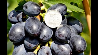 Виноград Алексеевич и Ася селекции В. Загорулько (Grapes Alekseevich and Asya)