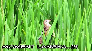 Cara Burung Cici Padi Membuat Sarang