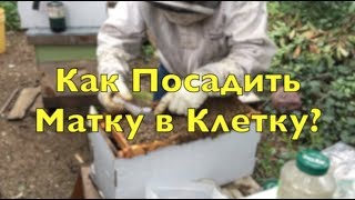 Как Посадить Матку в Клетку?