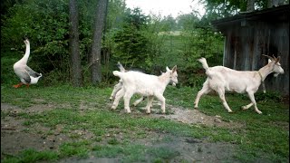 Regionalität und Dankbarkeit gegenüber der Natur am Einkehrhof Poggau im Mostviertel