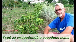 Уход за смородиной в середине лета